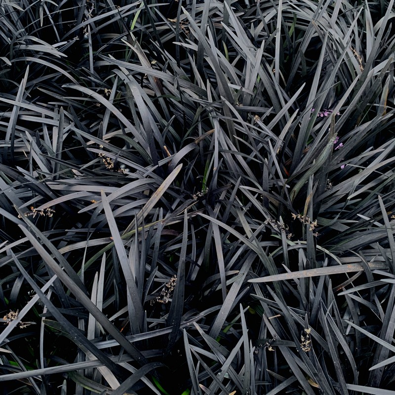 black grass