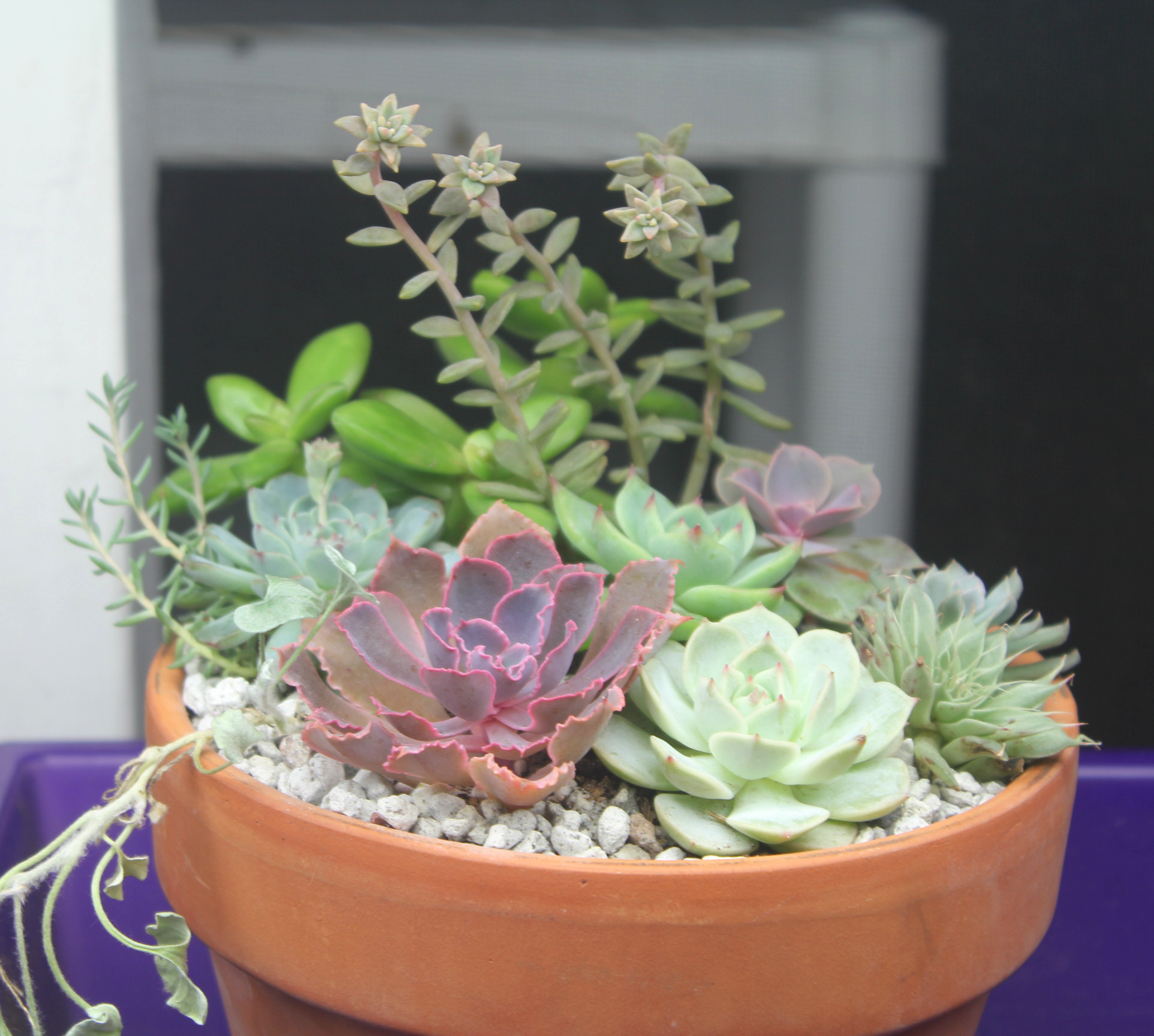 pots for succulents