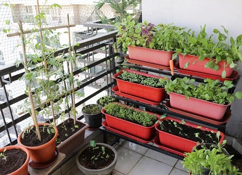 vegetable garden in apartment