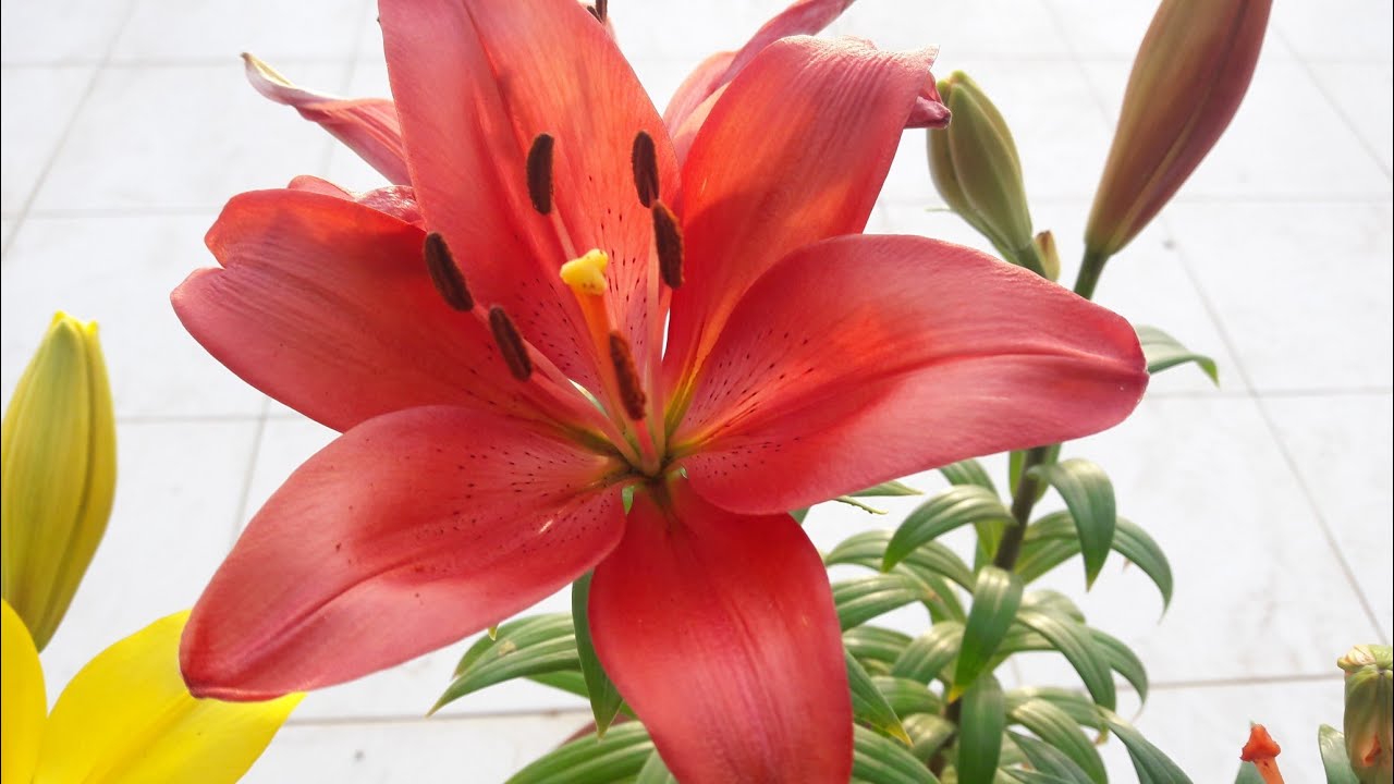 how to care for lilies