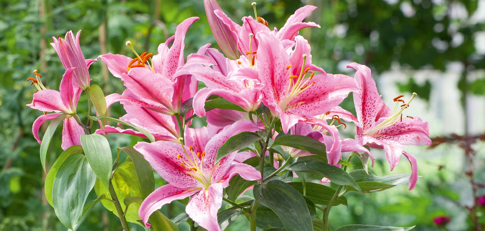 how to care for lilies