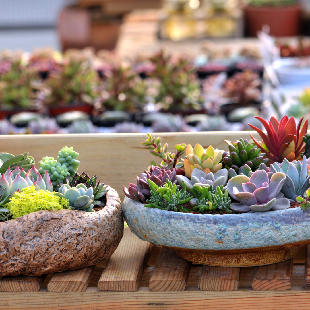 pots for succulents
