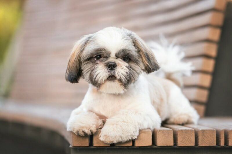 Shih Tzu